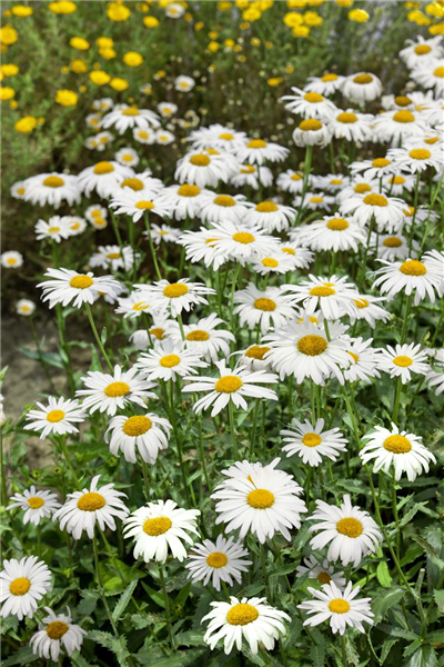 Leucanthemum x superbum Alaska