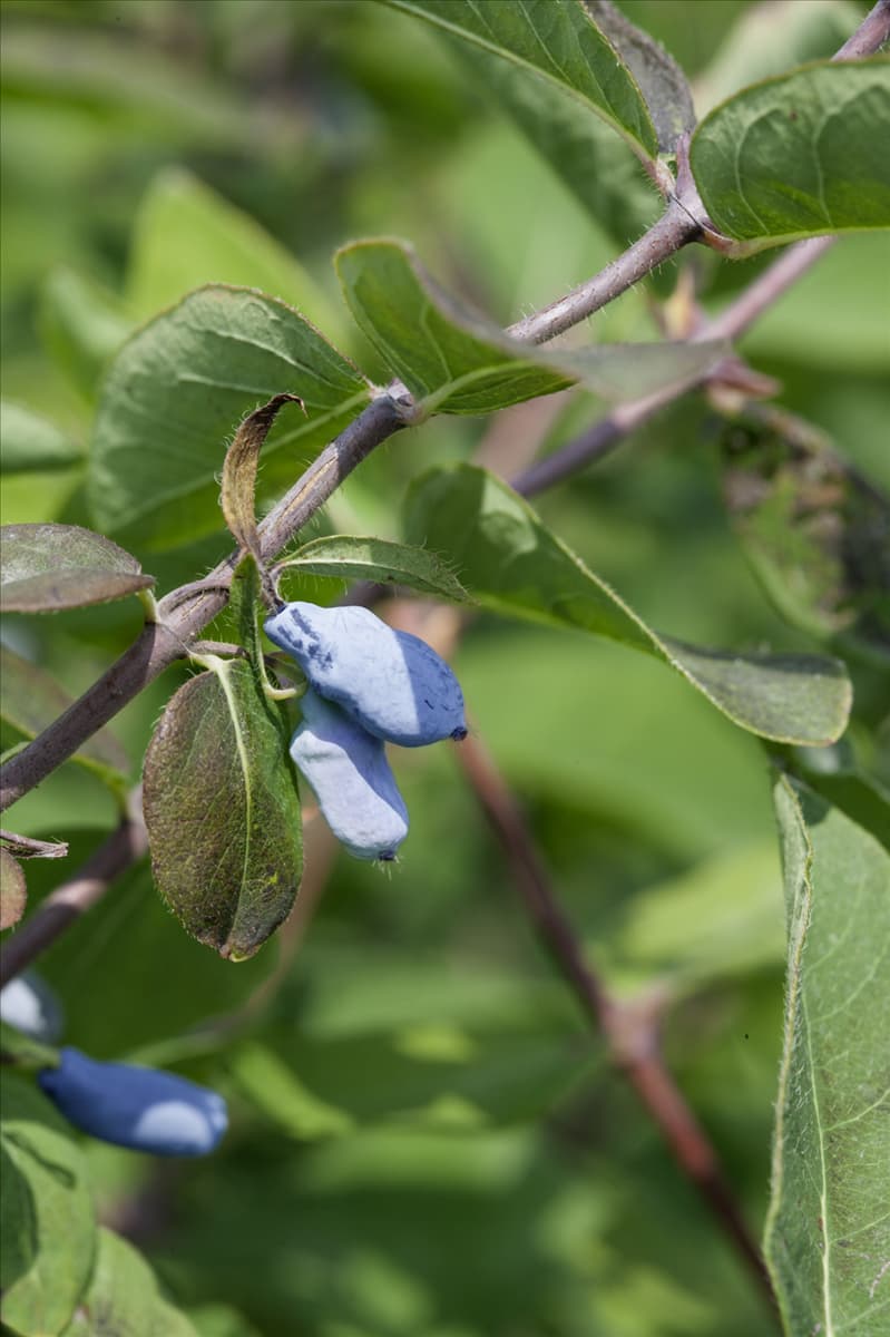Lonicera caerulea var. kamtschatica