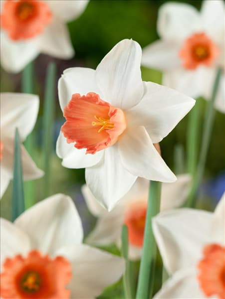 Narcissus 'Accent'