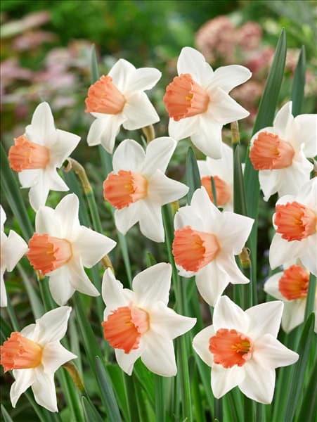 Narcissus Large Cupped Accent