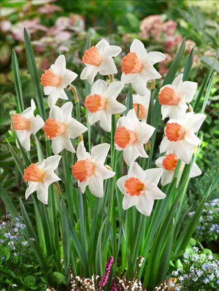 Narcissus Large Cupped Accent