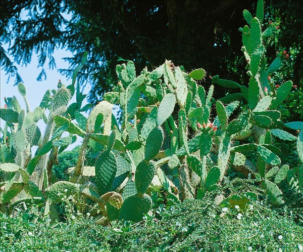 Opuntia ficus-indica