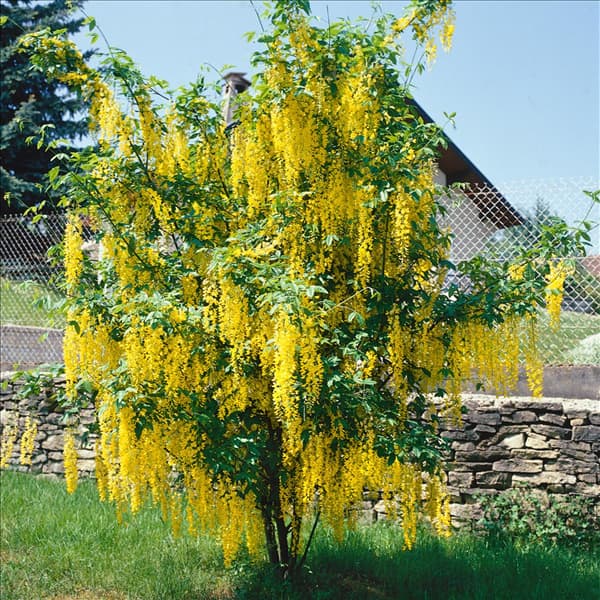 LABURNUM X WATERERI VOSSII