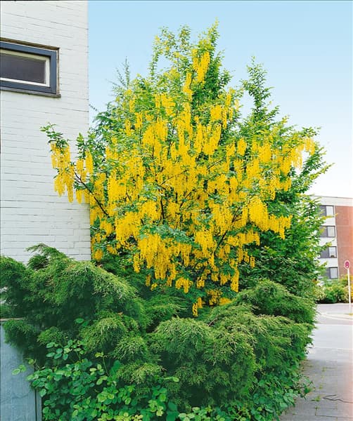 LABURNUM X WATERERI VOSSII