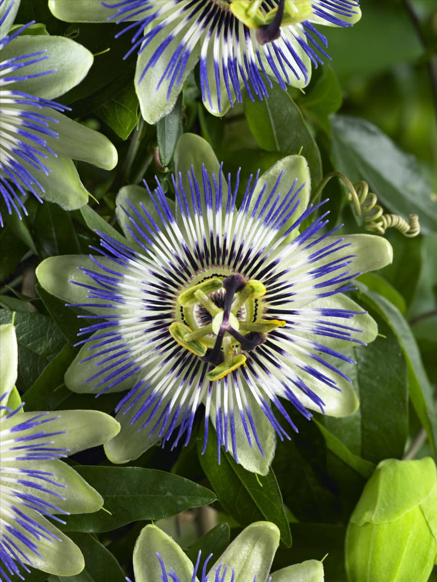 Passiflora caerulea