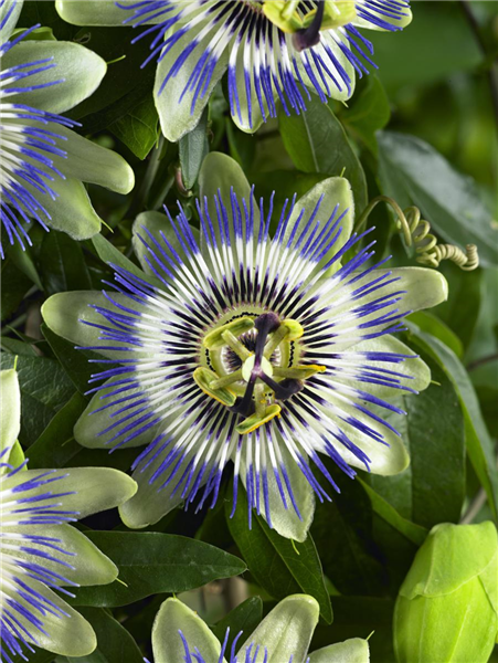 Passiflora 'Purple Haze'