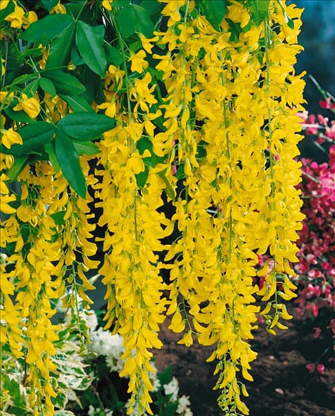 Laburnum x watereri Vossii