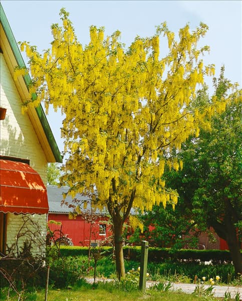 Laburnum x watereri Vossii