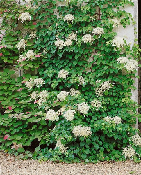 Hydrangea anomala ssp. petiolaris