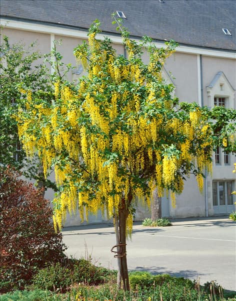 LABURNUM X WATERERI VOSSII