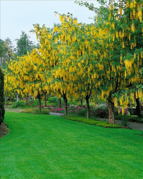 LABURNUM X WATERERI VOSSII