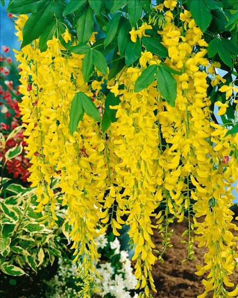 LABURNUM X WATERERI VOSSII / DETAIL