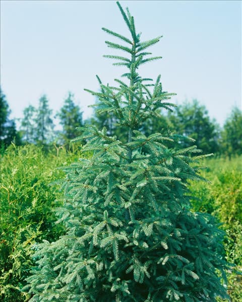 Picea abies 'Columnaris'