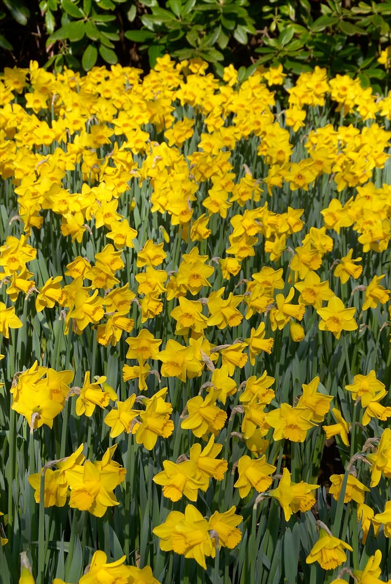 Narcissus Arctic Gold