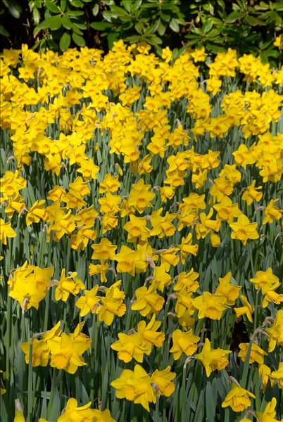 Narcissus 'Arctic Gold'