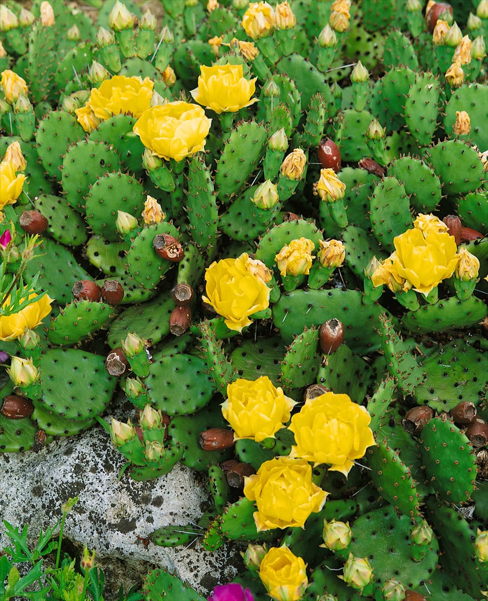 OPUNTIA HUMIFUSA