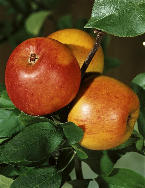 Apfel / Malus domestica Goldparmäne
