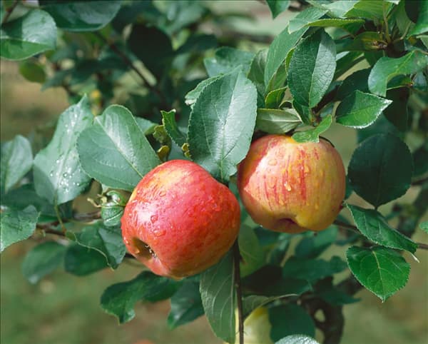 Apfel / Malus domestica Goldparmäne