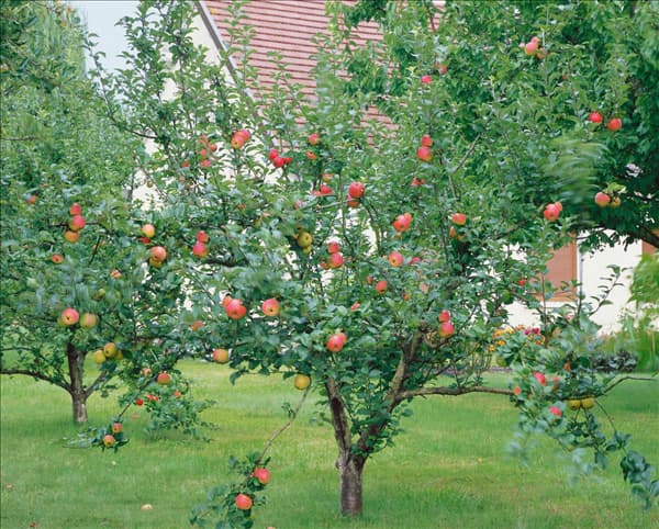 Apfel / Malus domestica Goldparmäne