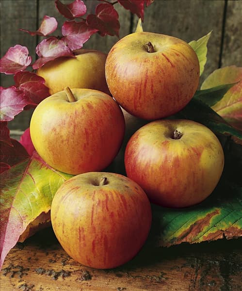 Apfel / Malus domestica Goldparmäne