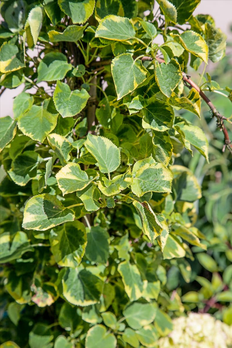 Hydrangea anomala subsp. petiolaris Miranda