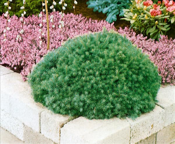 PICEA ABIES ECHINIFORMIS