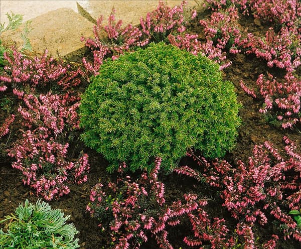Picea abies Echiniformis