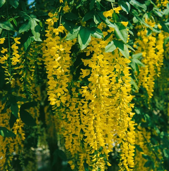 LABURNUM X WATERERI VOSSII