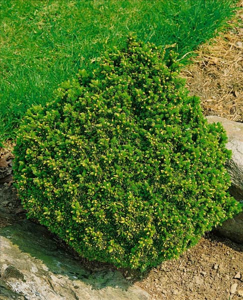 Picea abies Echiniformis