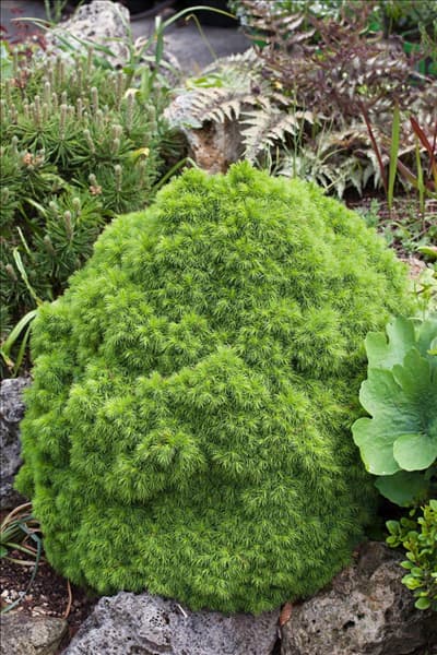 Picea abies Echiniformis
