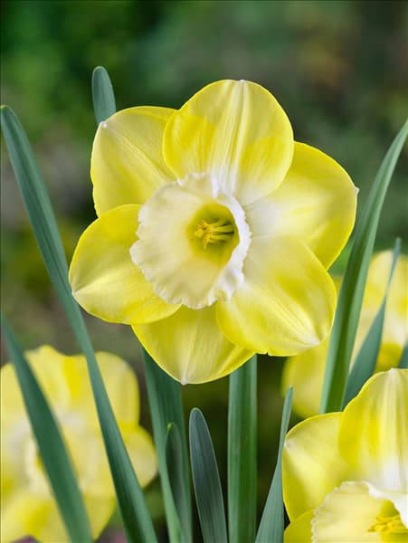 Narcissus 'Avalon'