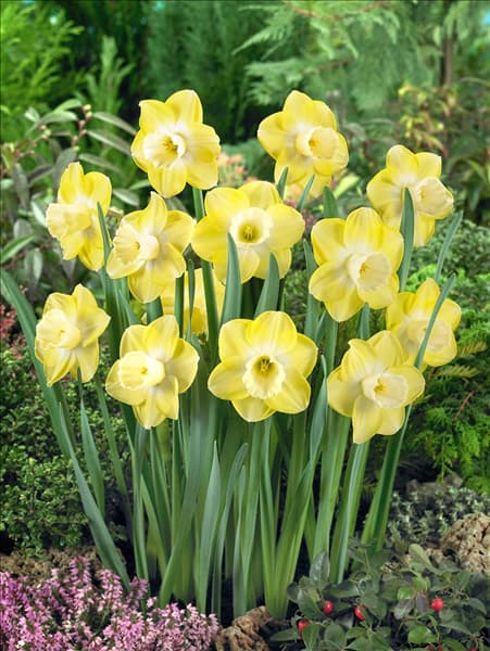 Narcissus Large Cupped Avalon