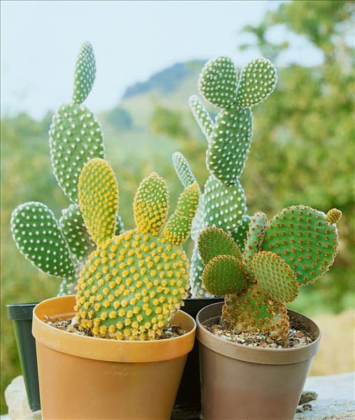 Opuntia microdasys