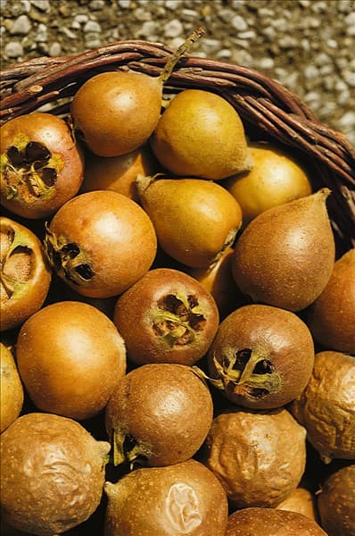 Mespilus germanica