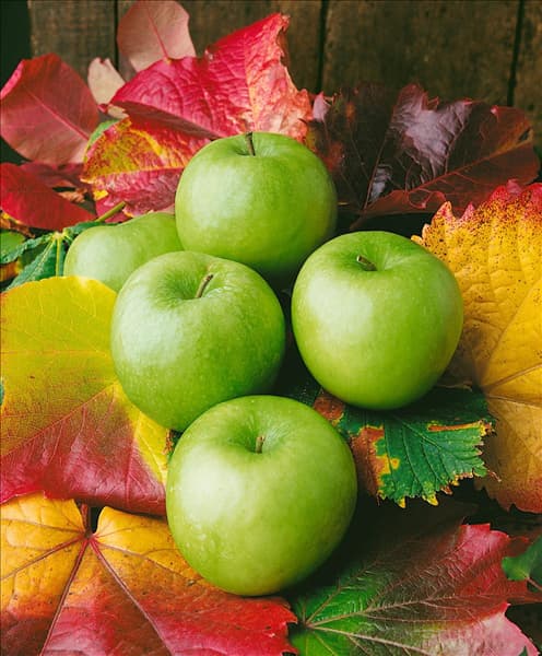 Malus domestica Granny Smith