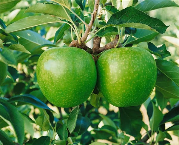 Malus domestica Granny Smith