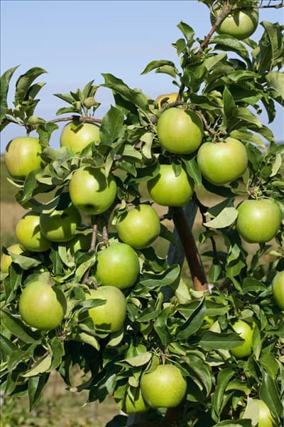 Malus domestica Granny Smith