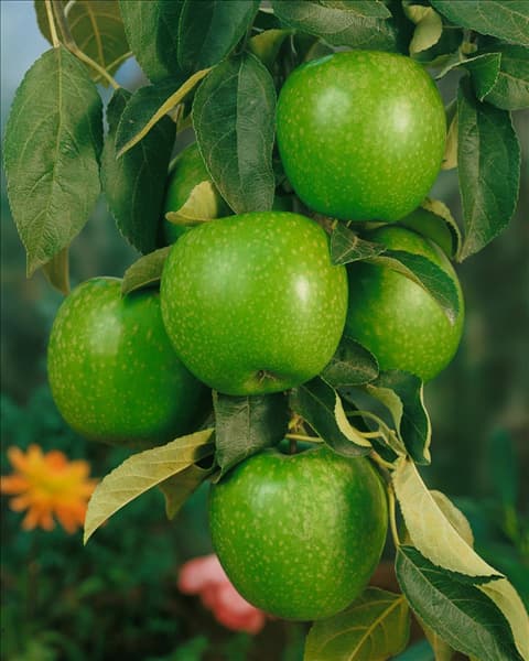 Malus domestica Granny Smith