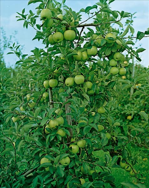 Malus domestica Granny Smith