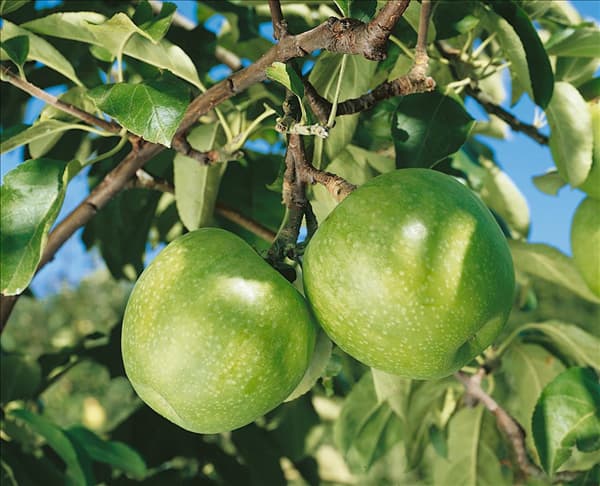 Malus domestica Granny Smith