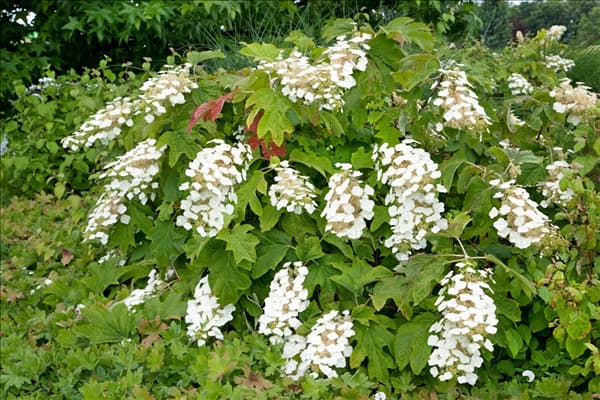 Hydrangea quercifolia