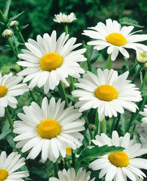 Leucanthemum Rijnsburg Glory