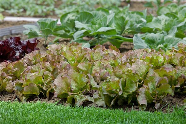 Lactuca sativa