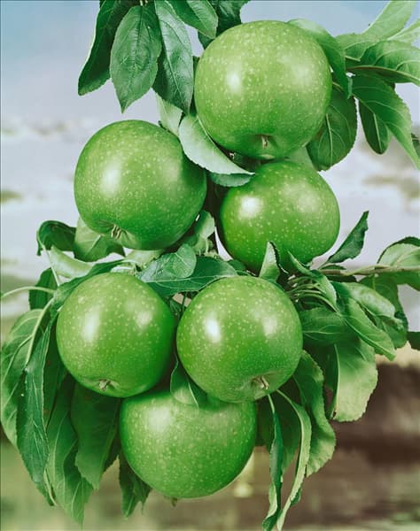 Malus domestica Granny Smith