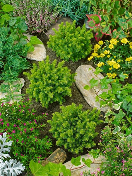 Picea abies Little Gem