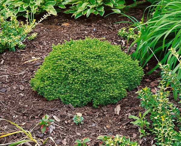 Picea abies Little Gem