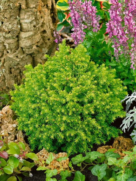Picea abies Little Gem