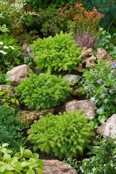 Picea abies Little Gem