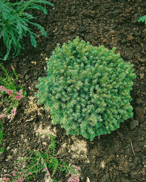 Picea abies Little Gem
