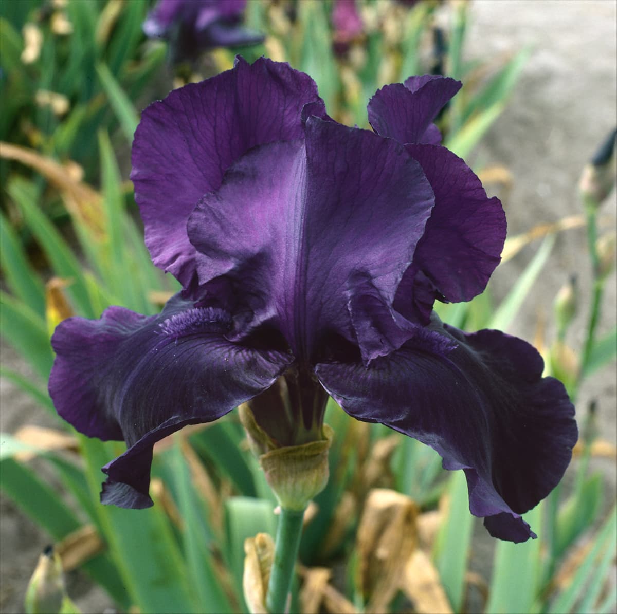 Iris germanica Night Owl